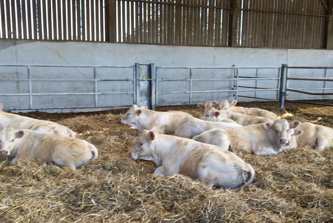 Vache charolaise